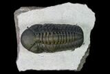 Nice, Austerops Trilobite - Visible Eye Facets #165911-1